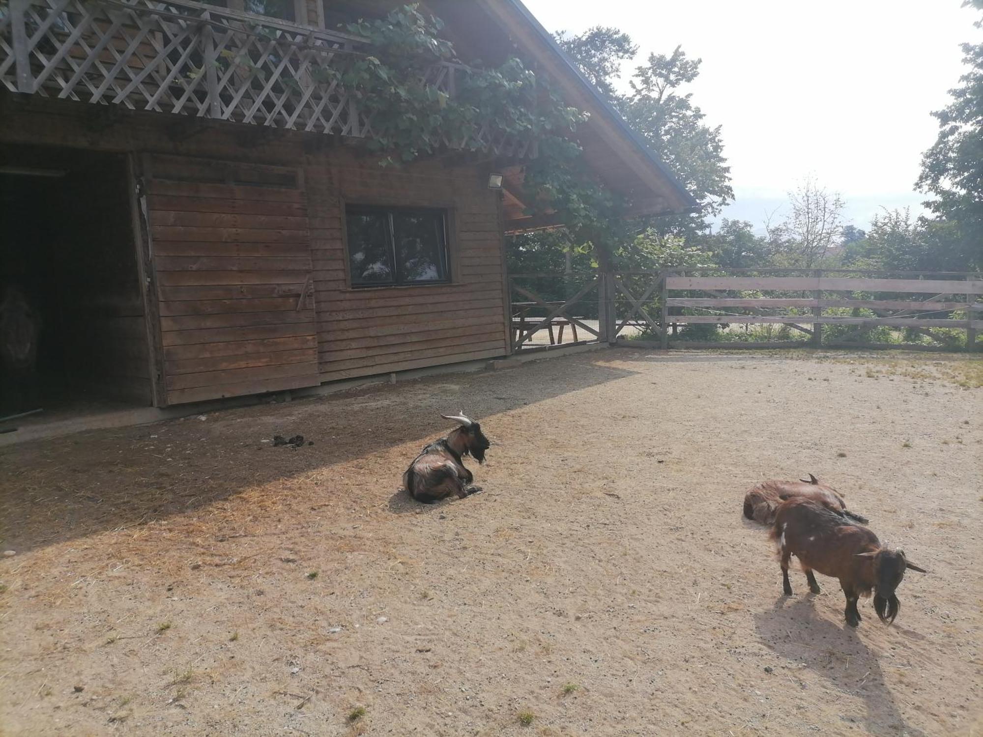 Hemp Farm Paradise Near Bled And Ljubljana